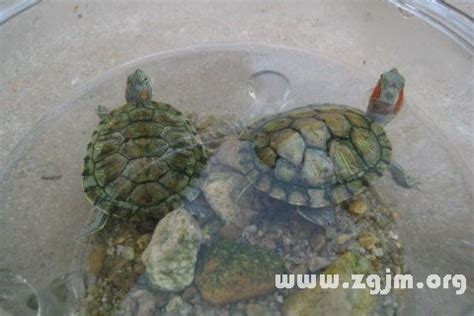 五黃2023 夢到烏龜在水裡